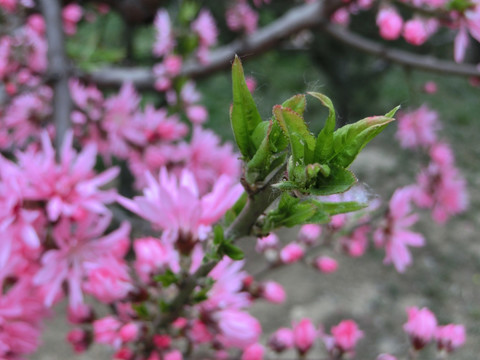 桃花 菊花桃