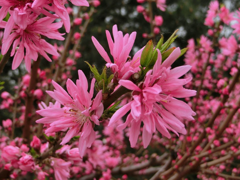 桃花 菊花桃