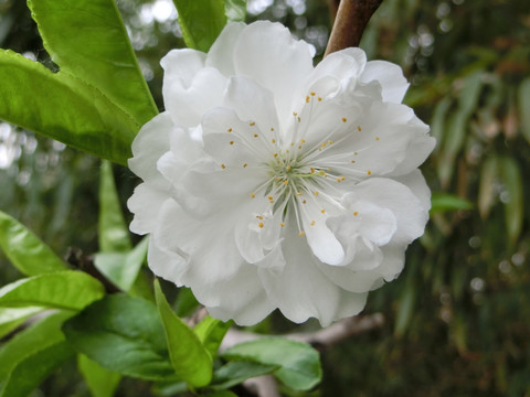 桃花 桃花特写