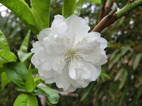 桃花 白色桃花