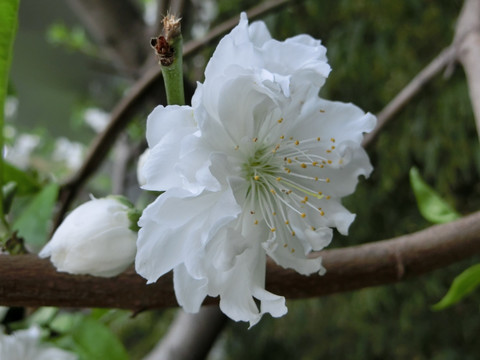 桃花 白色桃花