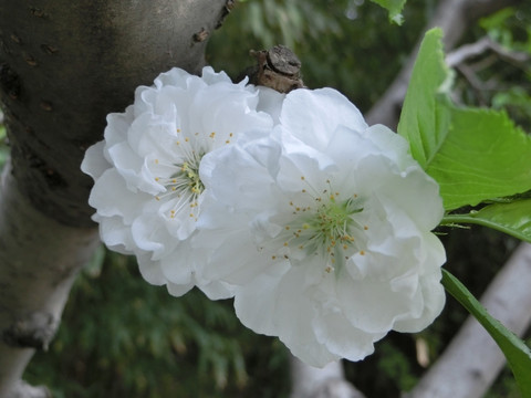 桃花 白色桃花