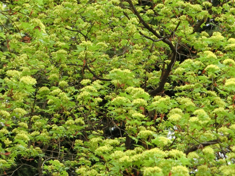 枫树花 枫树背景