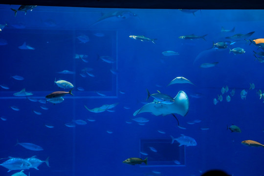 冲绳水族馆