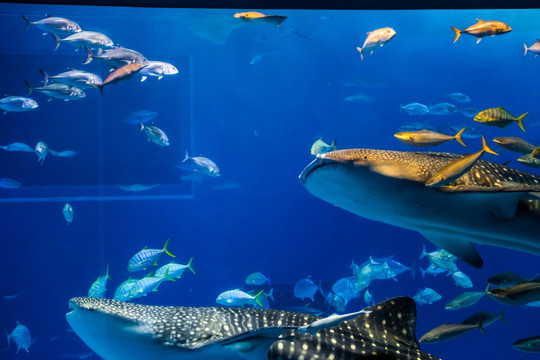 冲绳水族馆