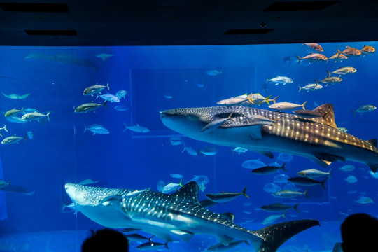 冲绳水族馆