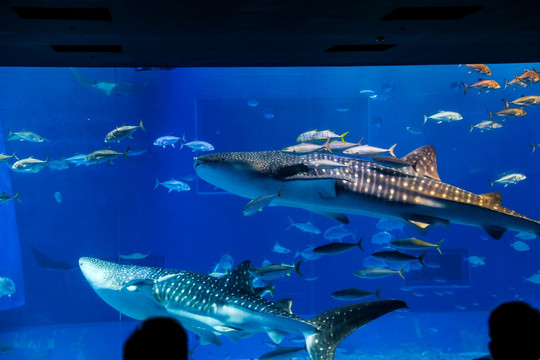 冲绳水族馆