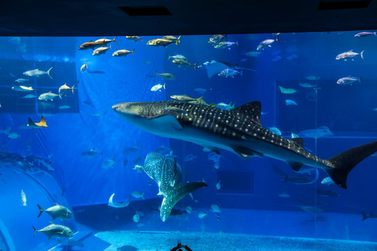 冲绳水族馆