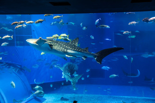 冲绳水族馆