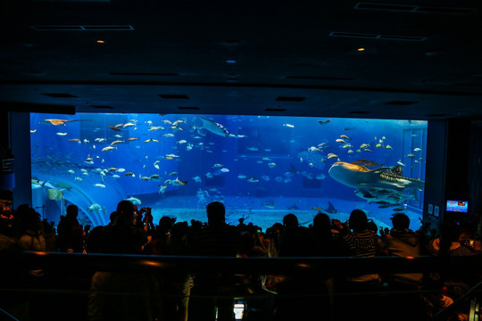 冲绳水族馆