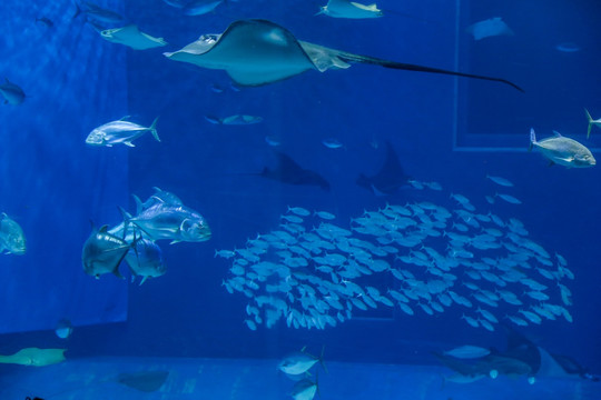 冲绳水族馆