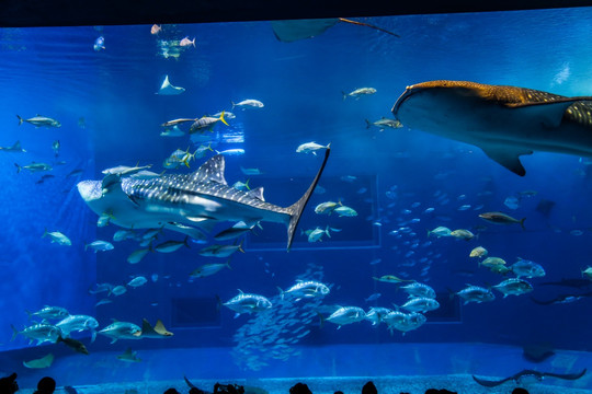 冲绳水族馆