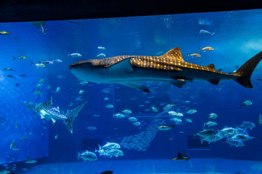 冲绳水族馆