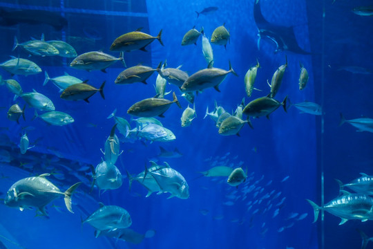 冲绳水族馆