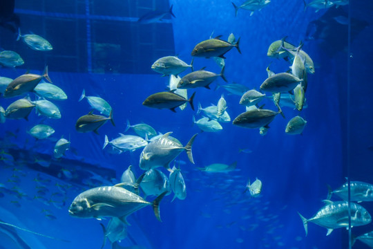 冲绳水族馆