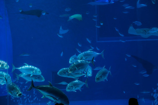 冲绳水族馆