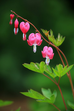 花卉