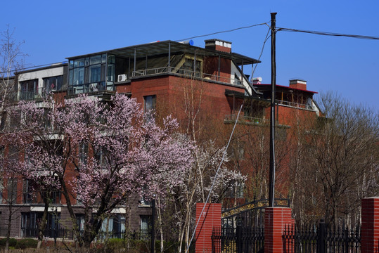杏花盛開 住宅小區(qū)