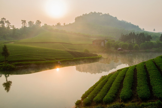 茶园风光