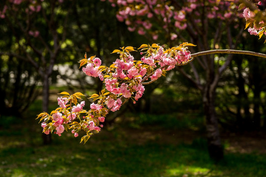 樱花