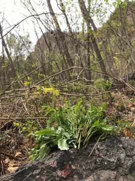 有机野菜 山菜