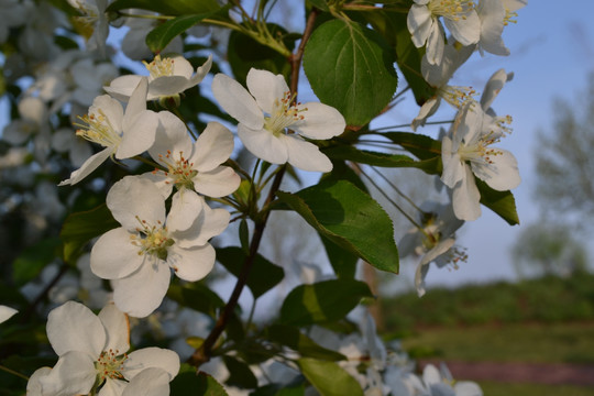 苹果花