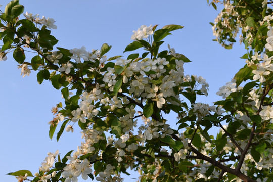 苹果花 苹果树