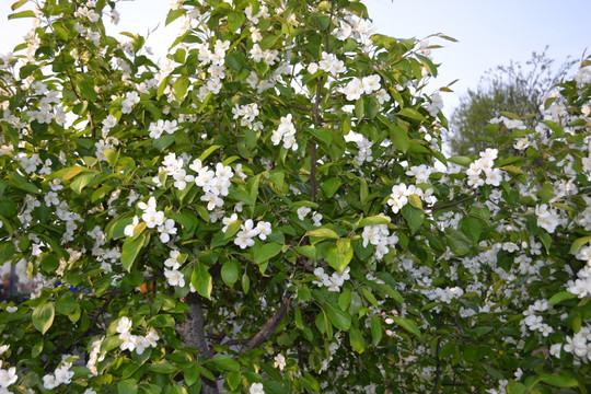 苹果花 苹果树