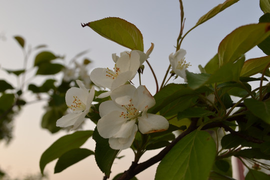 苹果花 苹果树