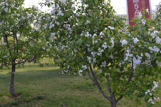 苹果花 苹果树