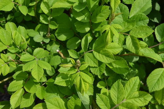 绿色植物 植物墙