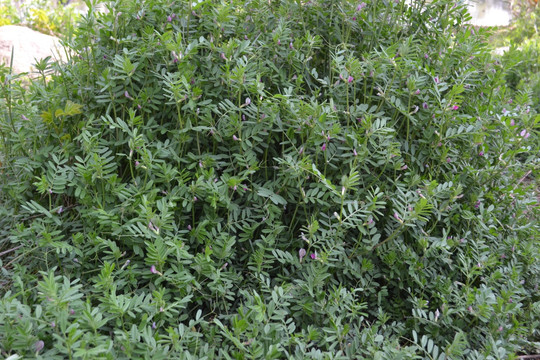绿色植物 植物墙