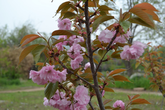 樱花近景 樱花 樱花特写