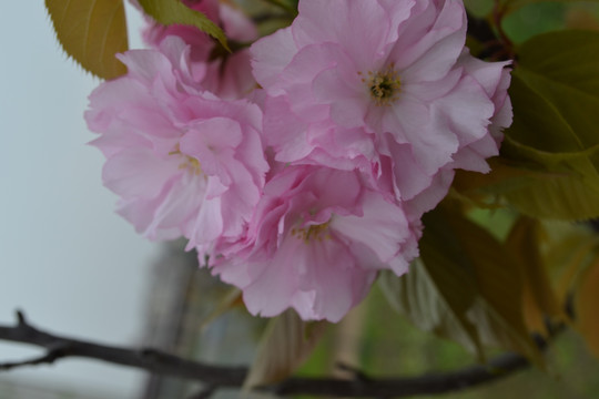 樱花近景 樱花 樱花特写