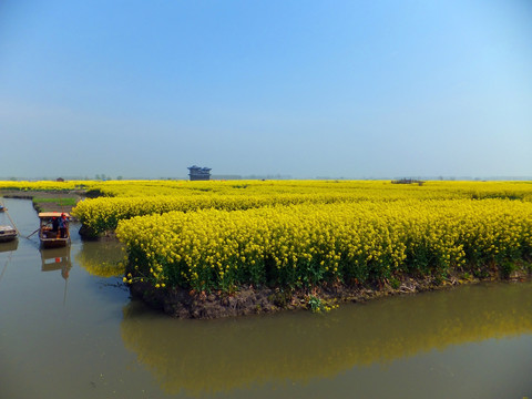 油菜地  油菜花节