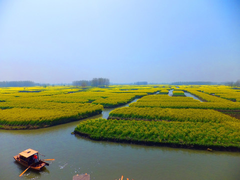 水乡油菜花  油菜花节