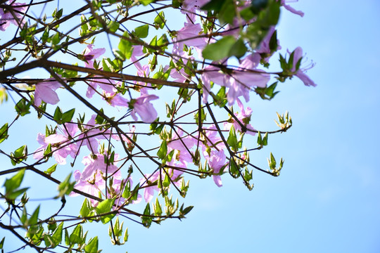 杜鹃花