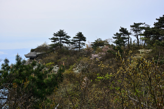 春天的庐山五老峰