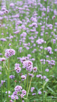 紫色马尾草