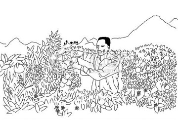 農(nóng)民果園豐收手繪