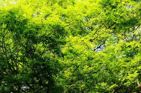 绿叶树枝
