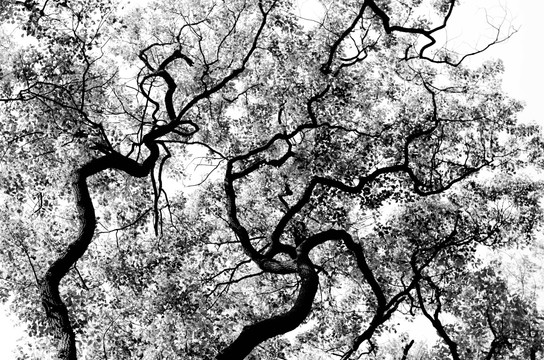树枝天空 黑白照片