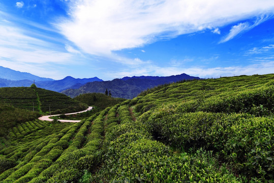 高山生态茶园