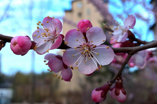 桃花