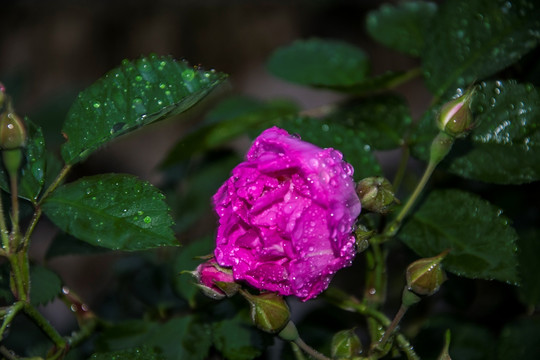 月季花 露水