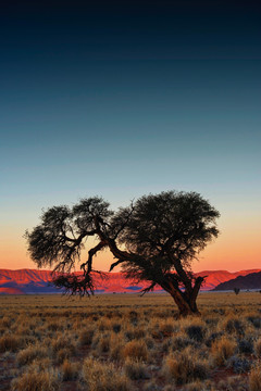 非洲孤树