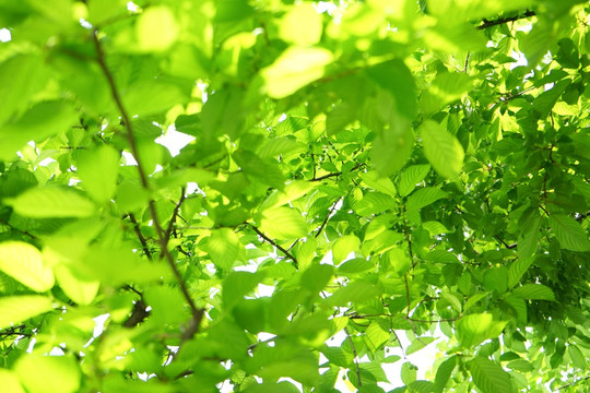 綠葉 樹枝 枝葉