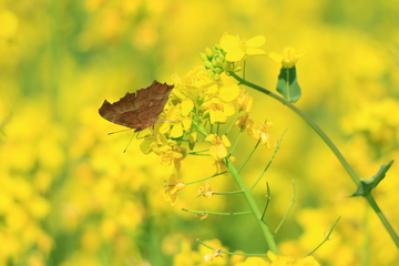 油菜花