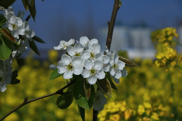 梨花