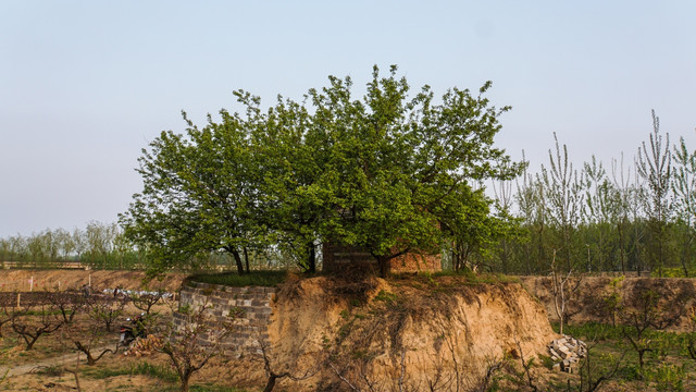 黄土高坡 树